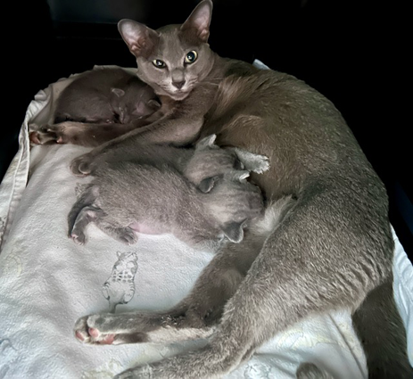 Blossom's kittens at 2 weeks